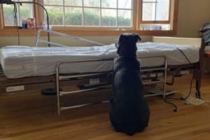 大好きだった飼い主をガンで亡くしてしまったワンコ…ベッドの近くで佇む後ろ姿に心が痛む