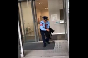 ニャンコが集まることで有名な広島・尾道市立美術館で久しぶりの攻防戦が勃発（笑）