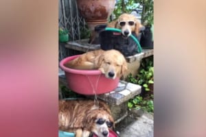 ナイスアイディアな水風呂で涼む3匹のワンコ♪ 可愛すぎるし、ツッコミどころも満載