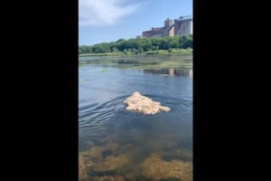 モップが浮いていると思いきや・・・よく見てみるとその正体は『あの動物』だった！！