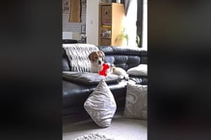 大切なオモチャを落としてしまったワンコ…その瞬間のリアクションが「この世の終わりのようだ」と反響