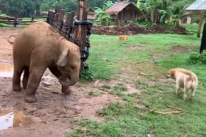 赤ちゃんゾウがワンコを追っかけ始めたとたんに、すってんころりん！転んだ後の表情が可愛い♪