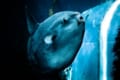 謎に包まれた魚「マンボウ」!3億個の卵を産むのも最弱魚の噂も根拠なし!その不思議な魅力に迫る!