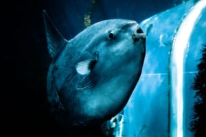 謎に包まれた魚「マンボウ」！3億個の卵を産むのも最弱魚の噂も根拠なし！その不思議な魅力に迫る！