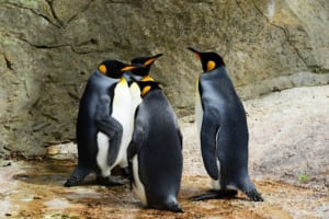 ペンギンは鳴き声でコミュニケーションをとる！意外と知らないペンギンの鳴き声についてご紹介