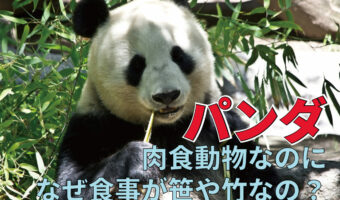 実はパンダは肉食動物!なぜ笹しか食べないの?その理由を解説!!