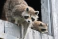 タヌキとアライグマのそっくり問題を解決!レッサーパンダやハクビシンとの違いも紹介