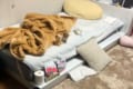 【悶絶注意】一人になった仔猫ちゃんにぬいぐるみを置いたら…可愛さが溢れまくり!