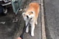 負けられない戦いがそこにはある！断固拒否する秋田犬VS飼い主さんの勝負の行方は！？