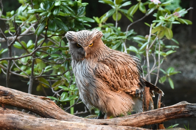 フクロウとミミズクの違いとは？見分けるポイントは耳にある！？ FUNDO