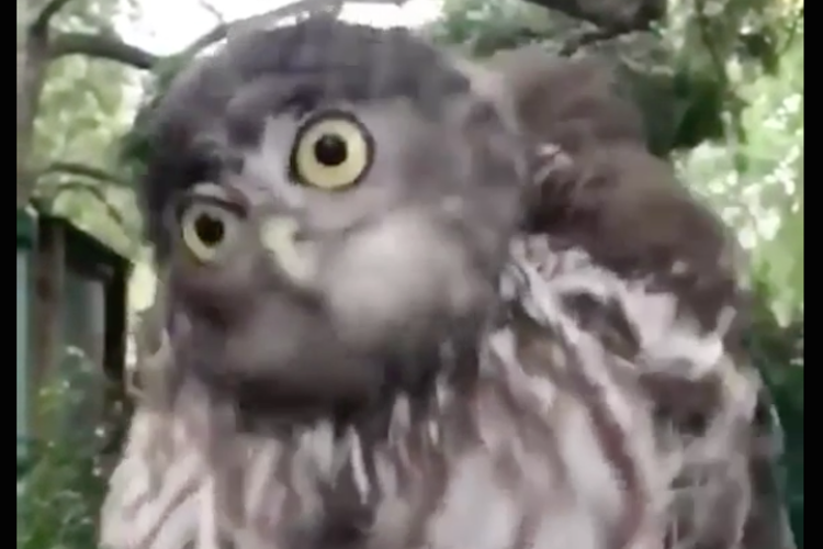 首がグルングルン回転!スローモーションで見るフクロウの動きが面白い!
