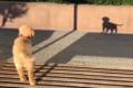 ま、真似するなワン!自分の影を別の犬だと勘違いして吠えまくるワンコ