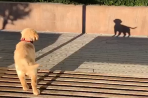 ま、真似するなワン！自分の影を別の犬だと勘違いして吠えまくるワンコ