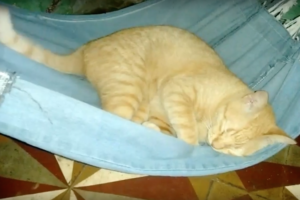 休日の私みたい（笑）起こされてもまだまだ寝ていたいと駄々をこねるニャンコ