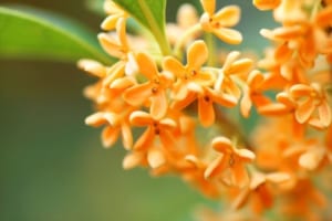 金木犀（キンモクセイ）の匂いは良い香り？日本の金木犀には意外な事実も！