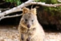 表情が可愛いクアッカワラビー!日本の動物園ではその世界一幸せそうな顔を見られないの?
