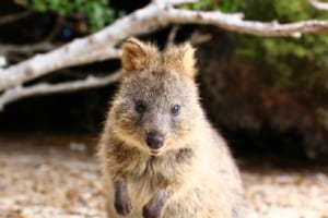 表情が可愛いクアッカワラビー！日本の動物園ではその世界一幸せそうな顔を見られないの？
