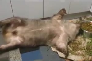 どんな食べ方(笑) めちゃくちゃリラックスして食事するウォンバットが面白カワイイ！