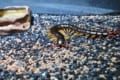 【虫注意】ムカデに天敵はいない？巨大ムカデは食物連鎖のトップ！？