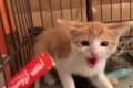 【ちゅ~る最強説!】人間を警戒していた保護猫のニャンコ、ちゅ~るの美味しさに完敗!