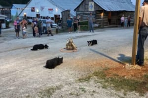 アヒルを定位置に誘導するボーダーコリー。その賢さが分かる動画が話題に