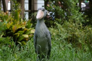 動物園の隠れた人気者ハシビロコウ！動かないのには理由があった！！