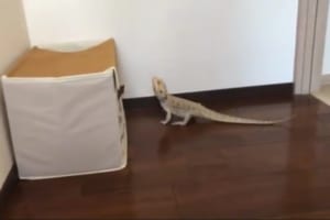 大きくジャンプするのかと思ったら・・・フトアゴヒゲトカゲのジャンプに拍子抜け(笑)