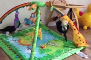 確かにベビーだけど...(笑)ベビージムがまさかの子猫の遊び場になってしまった！