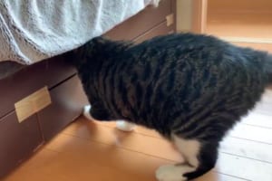 ニャンコは賢い！ベッド下の収納が開かないように工夫したら、あっさりと気付かれてしまった(笑)