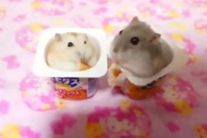 大好きなパンを横取りされ怒ったハムスター、漫画のような強烈ハムパンチをお見舞い！