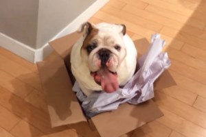 いや、サイズ合ってないから（笑）どうしてもダンボールに入りたいブルドッグが超可愛い