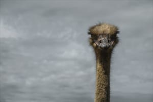 世界最大の鳥の種類は？種類別に徹底解説