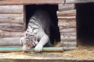 長い棒をどうしても家に入れたいホワイトタイガー、何度もつっかえてしまうので力ずくで入れたら・・