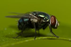 ハエの寿命ってどれくらい？越冬することもあるって本当？