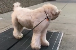 マリリンモンローも真っ青（笑）地下鉄の通気口で暑さをしのぐワンコの顔がスゴイことに！