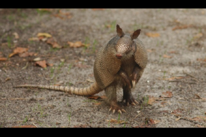 丸くなることでおなじみの「アルマジロ」はペットにもできる！英語や漢字での表現と由来も紹介