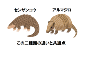 丸くなる動物の「センザンコウ」と「アルマジロ」って違いは何？共通点はどこ？？