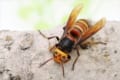 日本原産オオスズメバチ!世界最強のハチの生態に迫る!
