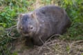 かわいい珍獣ウォンバットの生態、日本の動物園で見られるのは2カ所だけ!