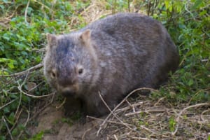 かわいい珍獣ウォンバットの生態、日本の動物園で見られるのは2カ所だけ！