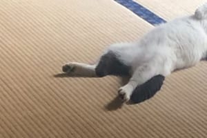 最初からここに住んでいました感が満載（笑）大雨なので野良猫を家の中にいれた結果・・