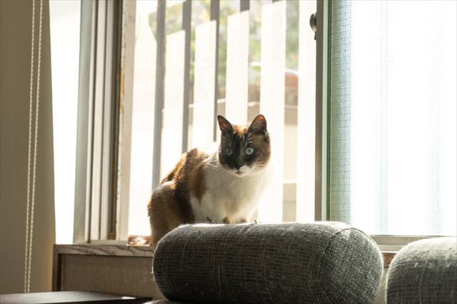 網戸を張った窓辺