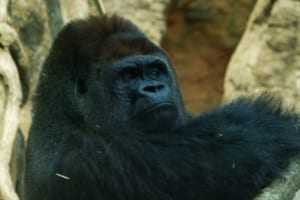 ゴリラの正式名称はゴリラゴリラゴリラ？由来やゴリラの特徴も