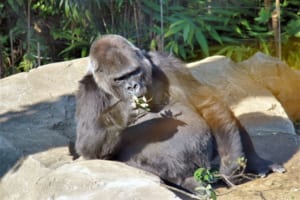 ゴリラの面白い雑学！バナナは食べない？握力がすごい？