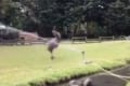 はしゃぎすぎ(笑)スプリンクラーで遊ぶエミューがめっちゃ楽しそう!