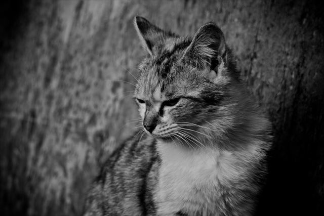 がっかりする猫