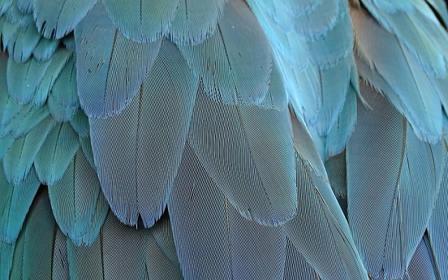 羽毛