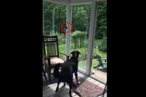 家の中に入ってきた鳥を、傷つけないように捕獲してリリースする優しいワンコ