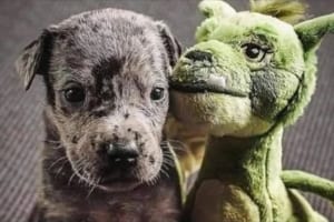 子犬の頃にプレゼントしたドラゴンのぬいぐるみとずっと一緒のワンコ♪昔と今の比較写真が話題に