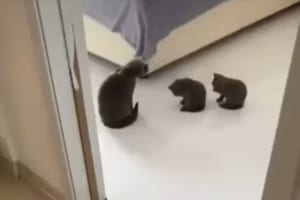 母猫の毛づくろいを観察後、そろって毛づくろいを真似し始める2匹の子猫が可愛らしい♪